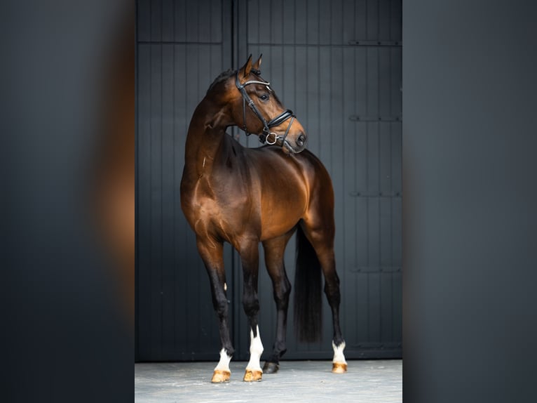 KWPN Gelding 3 years 16,1 hh Bay-Dark in Mol