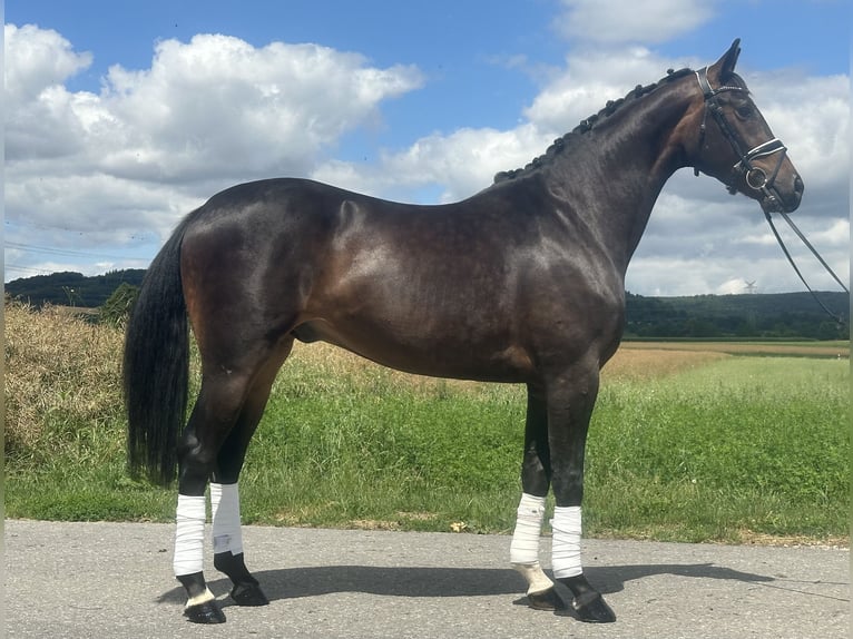 KWPN Gelding 3 years 16,1 hh Bay-Dark in Riedlingen