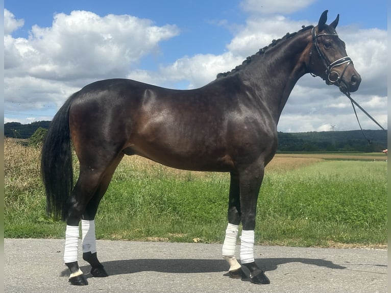 KWPN Gelding 3 years 16,1 hh Bay-Dark in Riedlingen