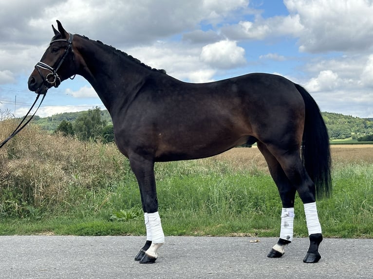 KWPN Gelding 3 years 16,1 hh Bay-Dark in Riedlingen