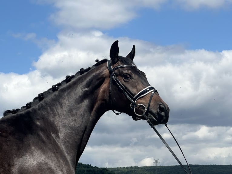 KWPN Gelding 3 years 16,1 hh Bay-Dark in Riedlingen
