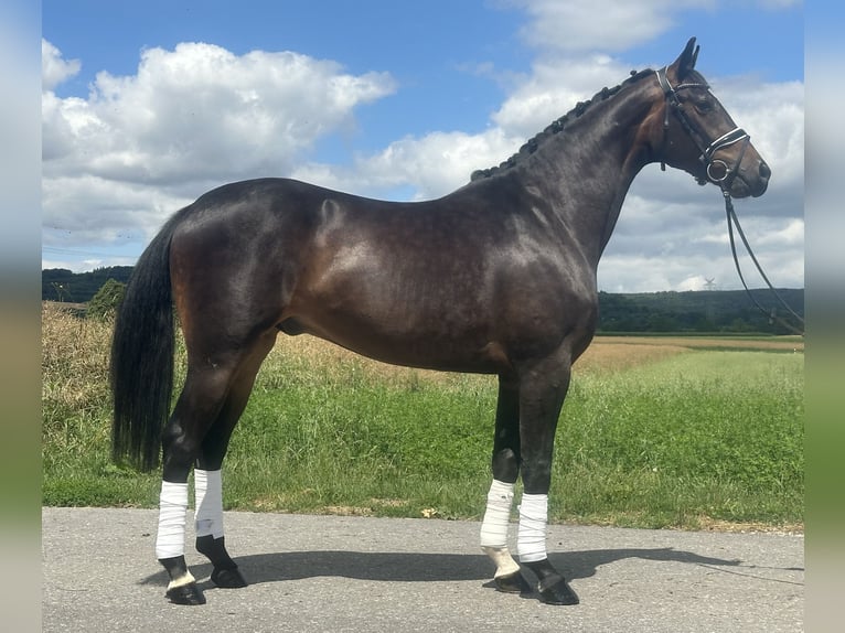 KWPN Gelding 3 years 16,1 hh Bay-Dark in Riedlingen