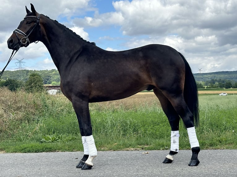 KWPN Gelding 3 years 16,1 hh Bay-Dark in Riedlingen