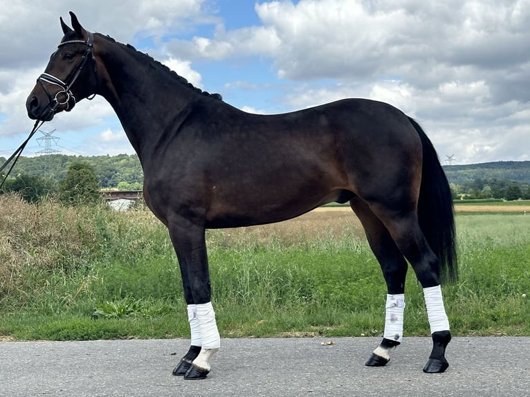 KWPN Gelding 3 years 16,1 hh Bay-Dark in Riedlingen
