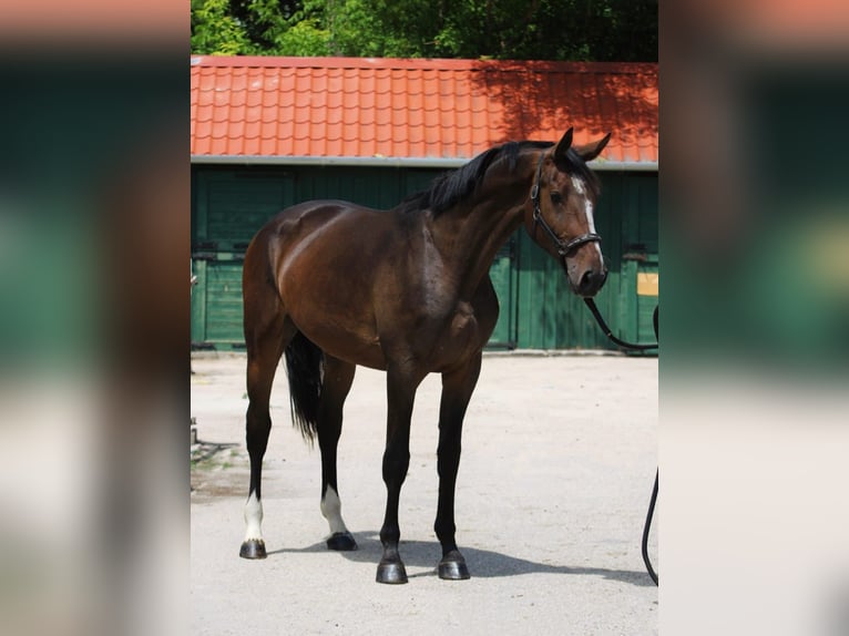 KWPN Gelding 3 years 16,1 hh Bay-Dark in Murska Soboda
