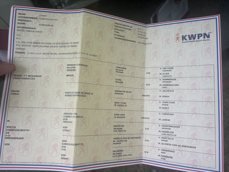 KWPN Gelding 3 years 16,1 hh Bay-Dark in Murska Soboda