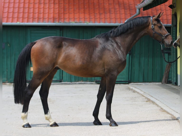 KWPN Gelding 3 years 16,1 hh Bay-Dark in Murska Soboda