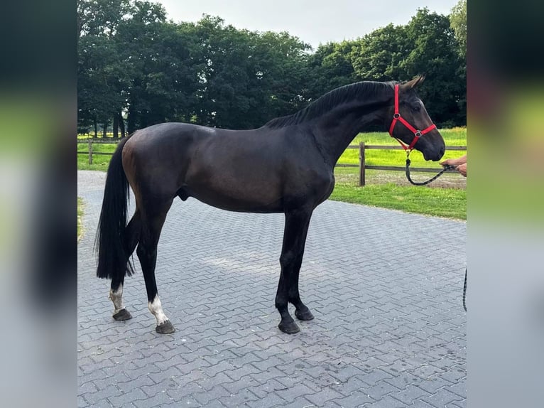 KWPN Gelding 3 years 16,1 hh Bay-Dark in Murska Soboda