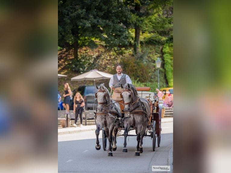 KWPN Gelding 3 years 16,1 hh Black in Kamnik