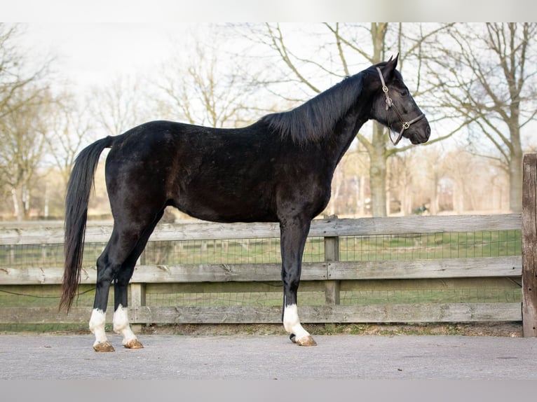 KWPN Gelding 3 years 16,1 hh Black in Boijl