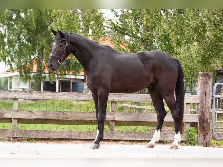 KWPN Gelding 3 years 16,1 hh Black in Boijl