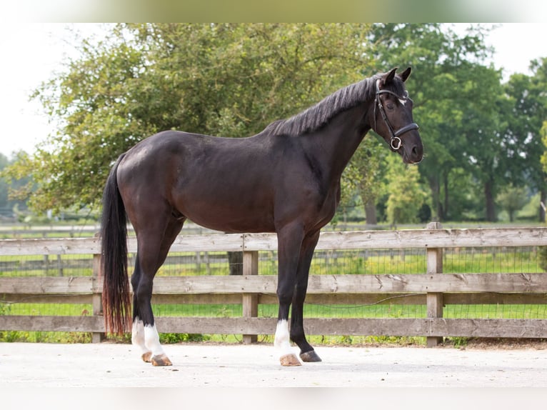 KWPN Gelding 3 years 16,1 hh Black in Boijl