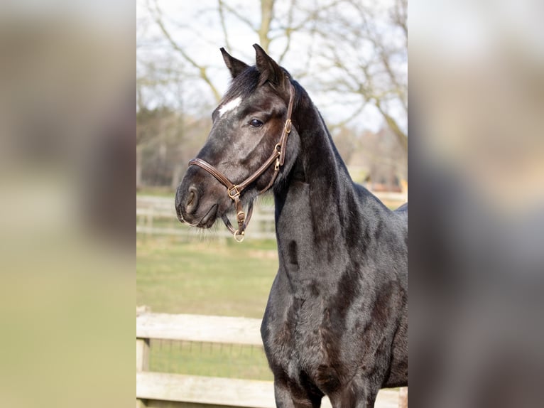 KWPN Gelding 3 years 16,1 hh Black in Boijl