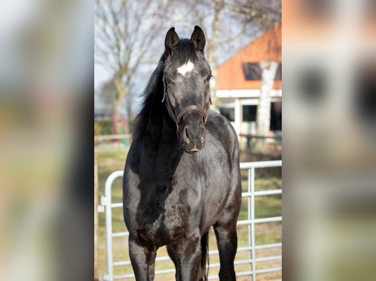 KWPN Gelding 3 years 16,1 hh Black in Boijl