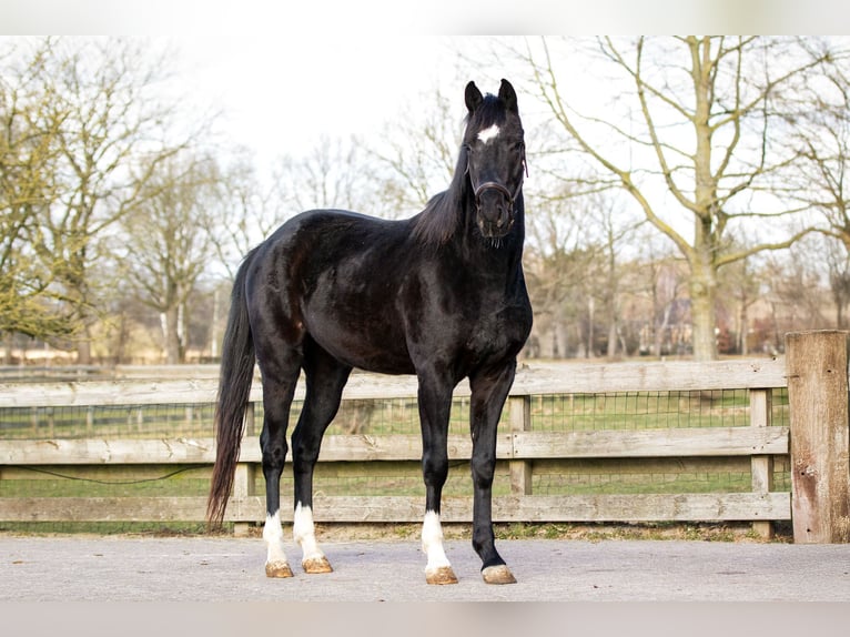 KWPN Gelding 3 years 16,1 hh Black in Boijl