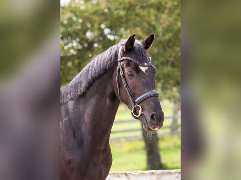 KWPN Gelding 3 years 16,1 hh Black in Boijl