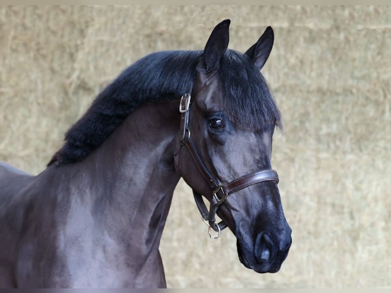 KWPN Gelding 3 years 16,1 hh Black in Moergestel