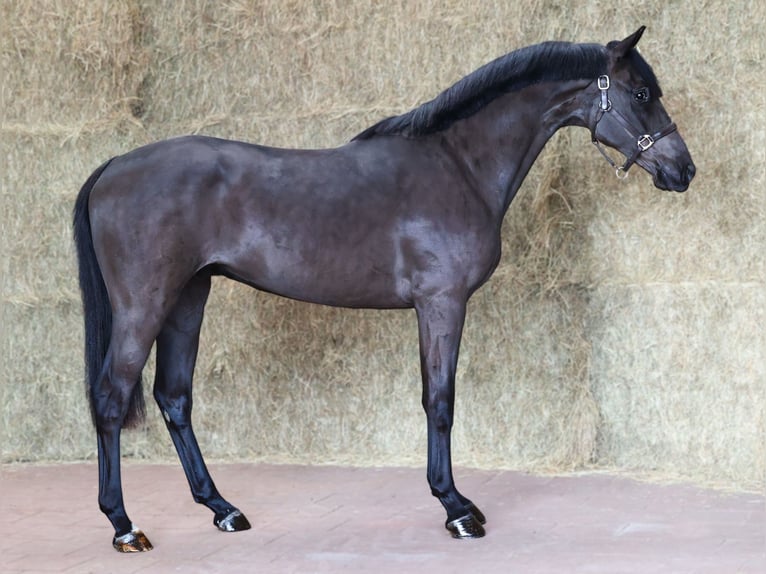 KWPN Gelding 3 years 16,1 hh Black in Moergestel