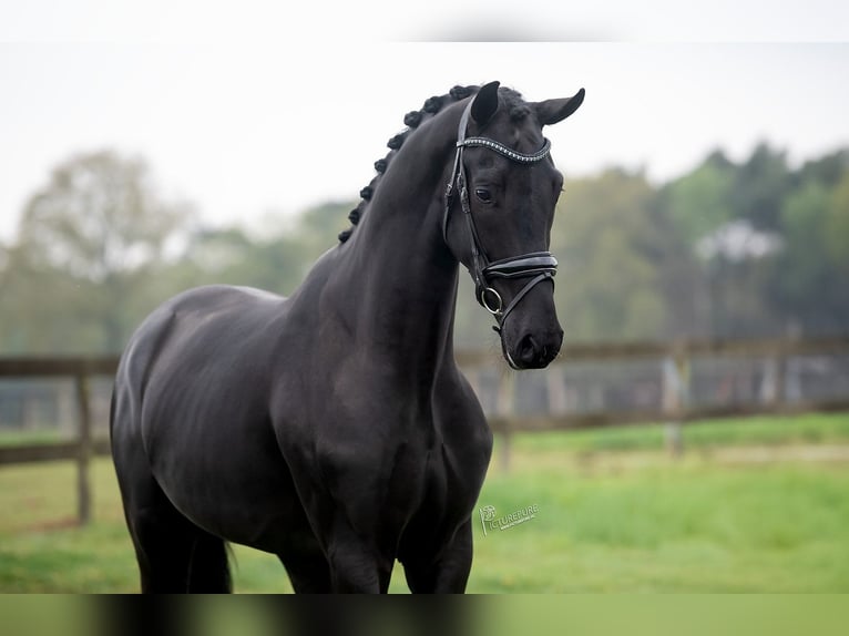 KWPN Gelding 3 years 16,1 hh Black in Peer