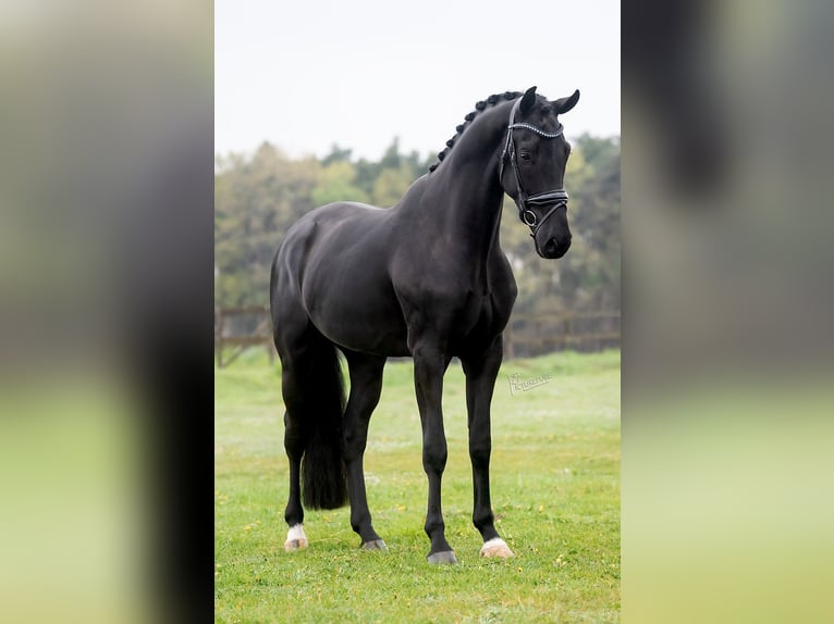 KWPN Gelding 3 years 16,1 hh Black in Peer