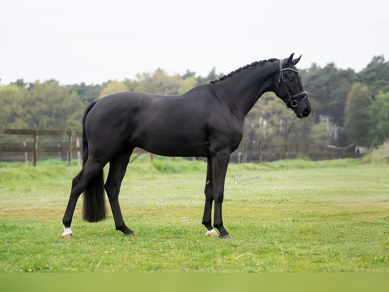 KWPN Gelding 3 years 16,1 hh Black in Peer