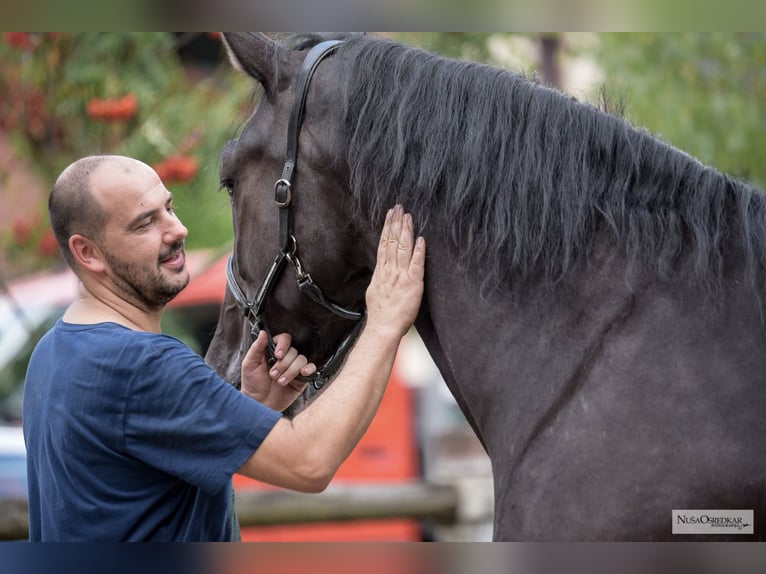 KWPN Gelding 3 years 16,1 hh Black in Kamnik