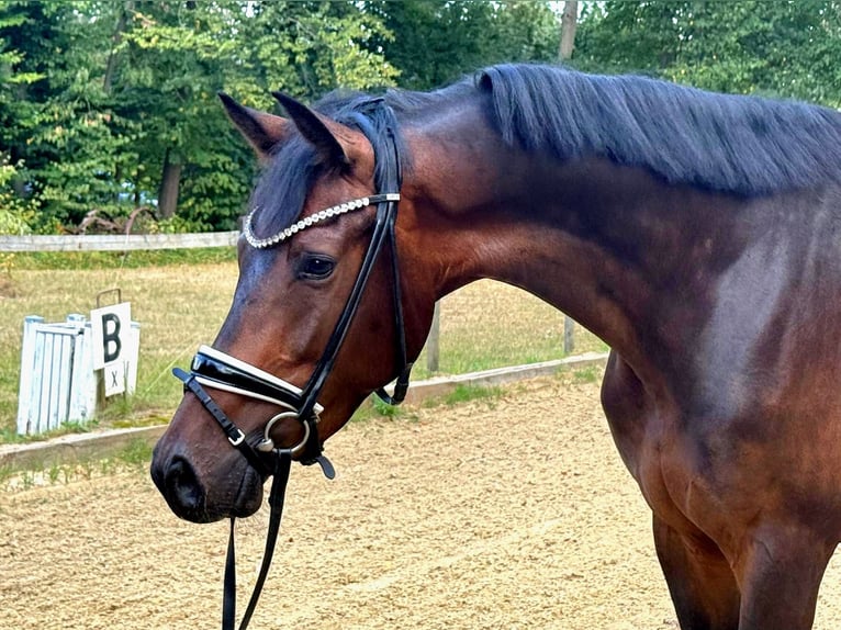 KWPN Gelding 3 years 16,1 hh Brown in Neuss