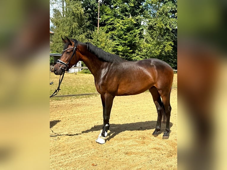 KWPN Gelding 3 years 16,1 hh Brown in Neuss