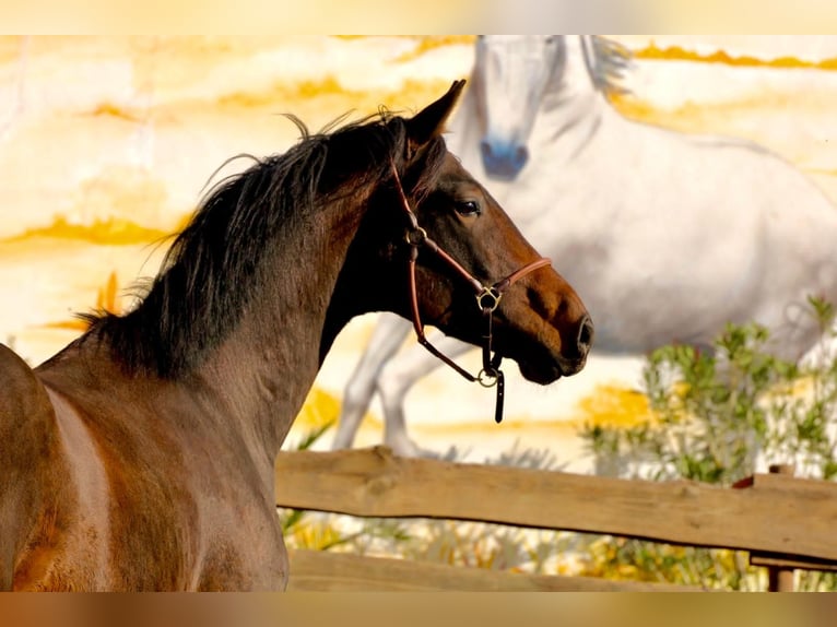 KWPN Gelding 3 years 16,1 hh Brown in Polenz KWPN Gelding 3 years 16,1 hh Brown in Polenz