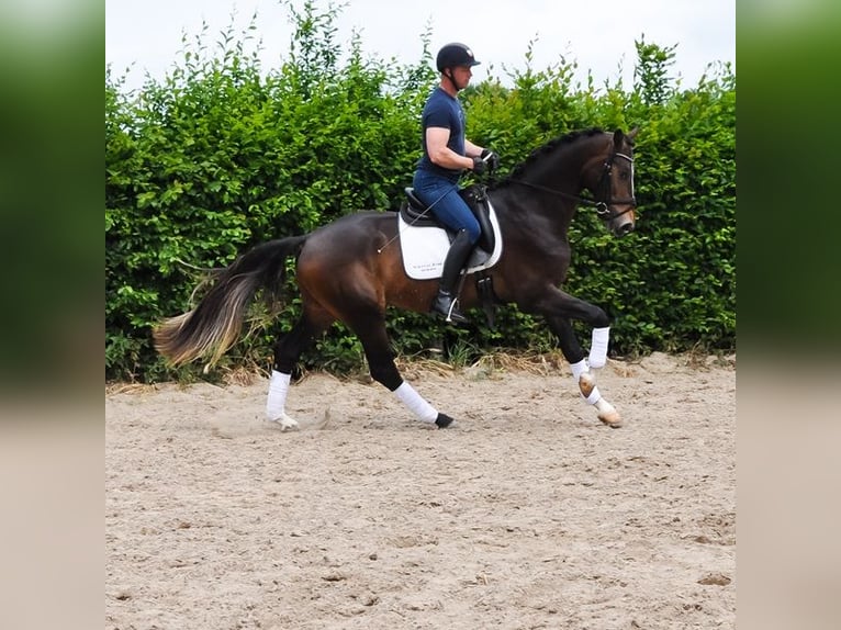 KWPN Gelding 3 years 16,1 hh Brown in Prinsenbeek