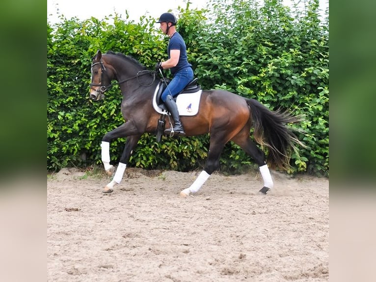 KWPN Gelding 3 years 16,1 hh Brown in Prinsenbeek