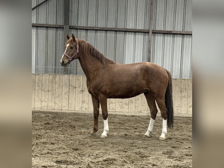 KWPN Gelding 3 years 16,1 hh Chestnut in Sint-Oedenrode