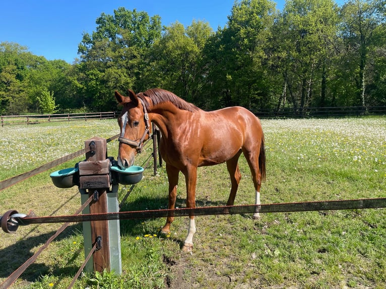 KWPN Gelding 3 years 16,1 hh Chestnut-Red in Riethoven