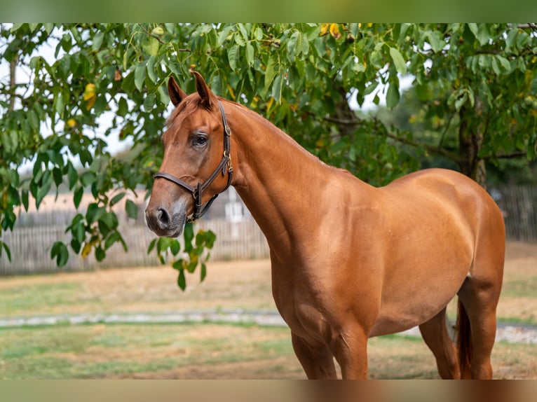 KWPN Gelding 3 years 16,1 hh Chestnut-Red in Balen