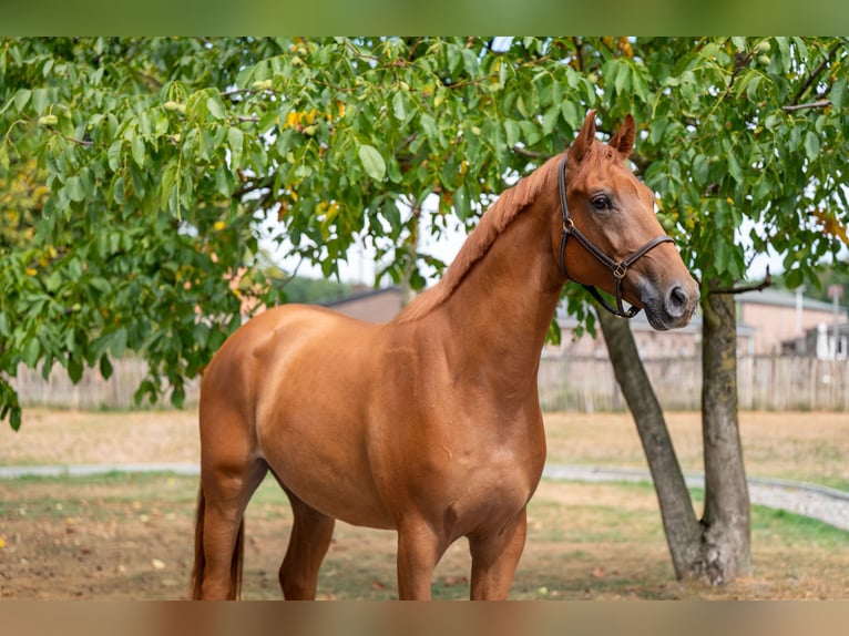 KWPN Gelding 3 years 16,1 hh Chestnut-Red in Balen