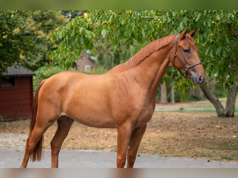 KWPN Gelding 3 years 16,1 hh Chestnut-Red in GROTE-BROGEL