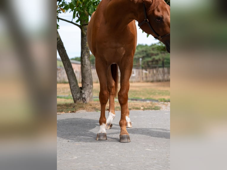 KWPN Gelding 3 years 16,1 hh Chestnut-Red in GROTE-BROGEL