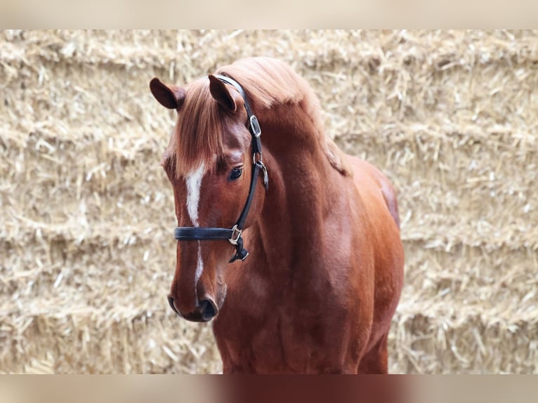 KWPN Gelding 3 years 16,1 hh Chestnut-Red in Moergestel