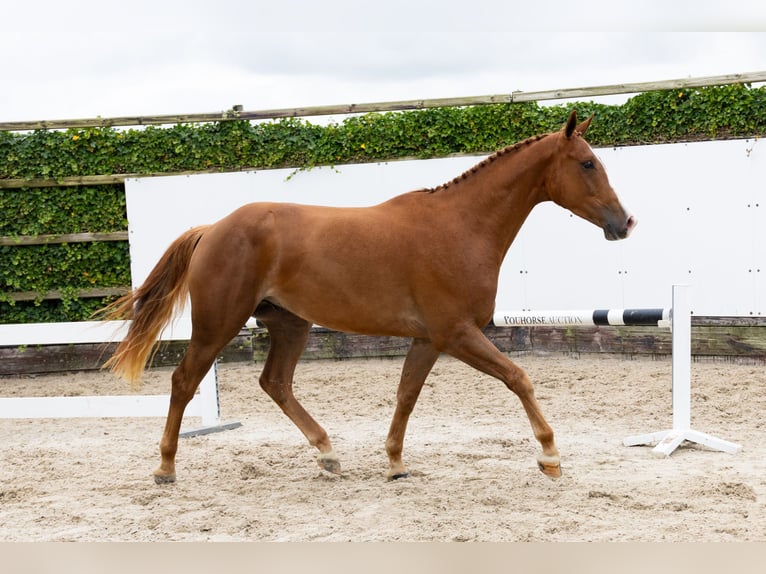 KWPN Gelding 3 years 16,1 hh Chestnut-Red in Waddinxveen