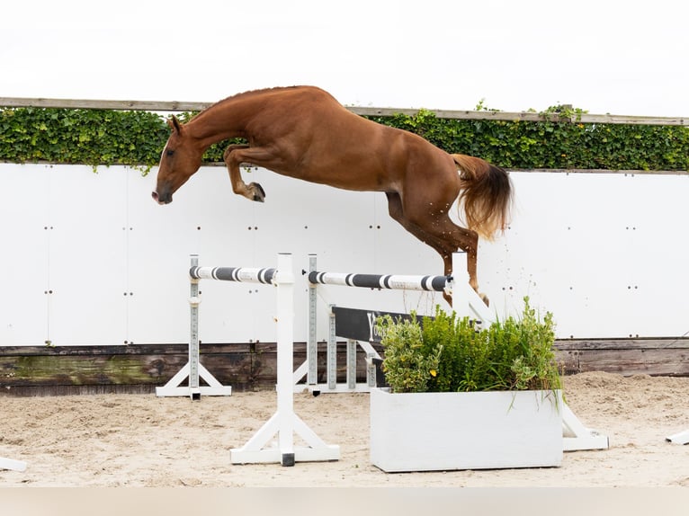 KWPN Gelding 3 years 16,1 hh Chestnut-Red in Waddinxveen
