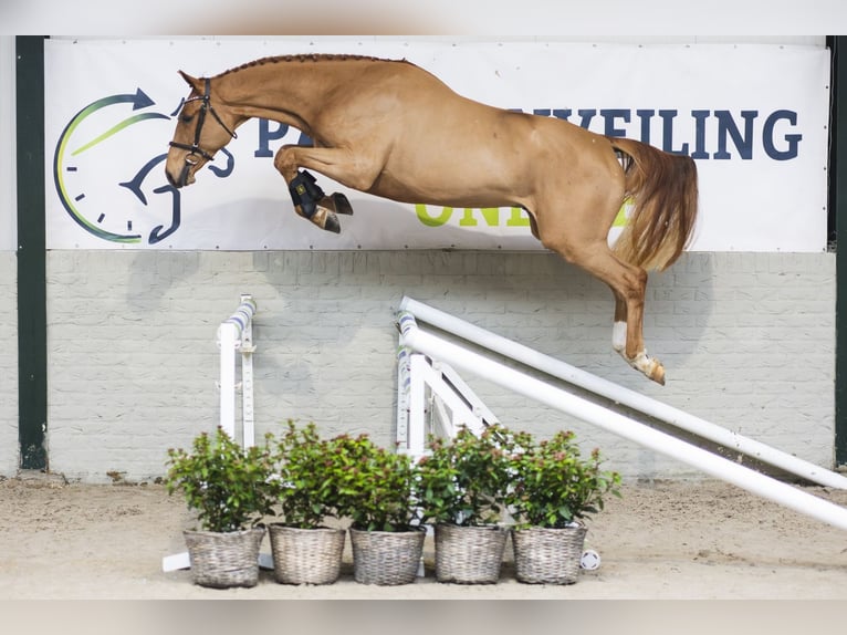 KWPN Gelding 3 years 16,1 hh Chestnut in Heerde