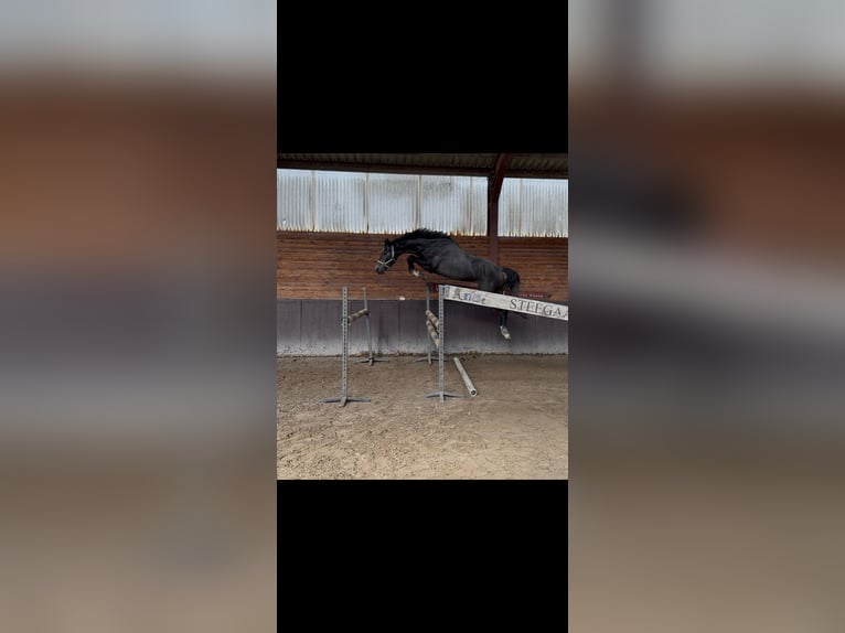 KWPN Gelding 3 years 16,1 hh Gray-Dark-Tan in De Mortel