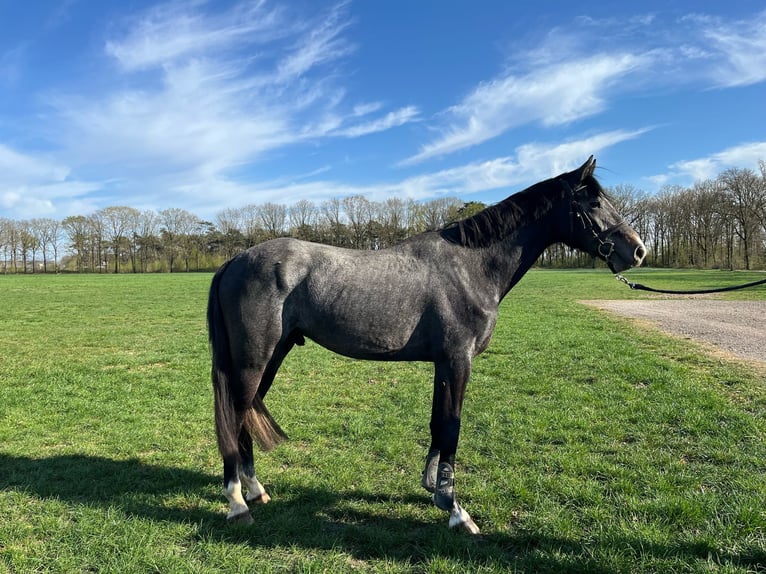 KWPN Gelding 3 years 16,1 hh Gray-Dark-Tan in De Mortel