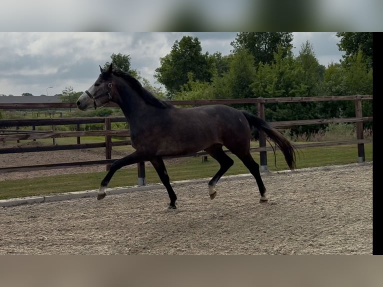 KWPN Gelding 3 years 16,1 hh Gray in Zieuwent