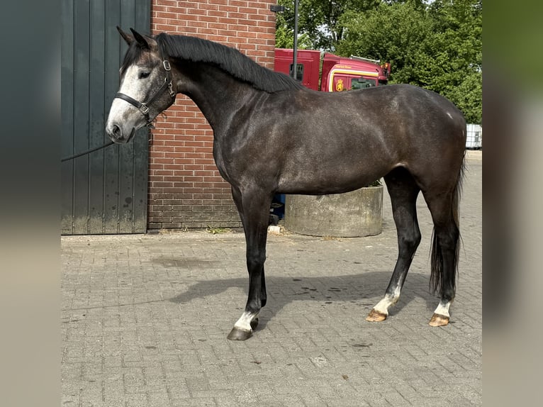 KWPN Gelding 3 years 16,1 hh Gray in Zieuwent