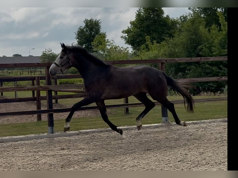 KWPN Gelding 3 years 16,1 hh Gray in Zieuwent