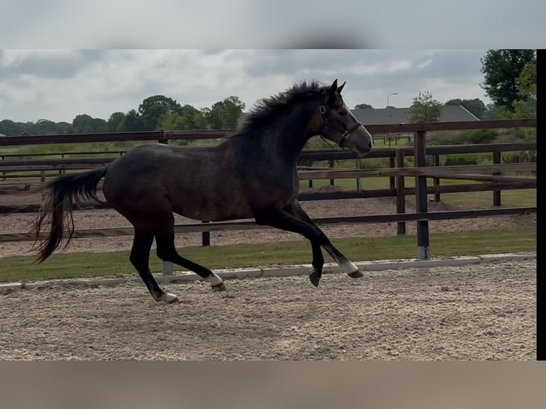 KWPN Gelding 3 years 16,1 hh Gray in Zieuwent