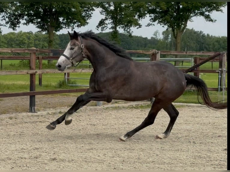 KWPN Gelding 3 years 16,1 hh Gray in Zieuwent
