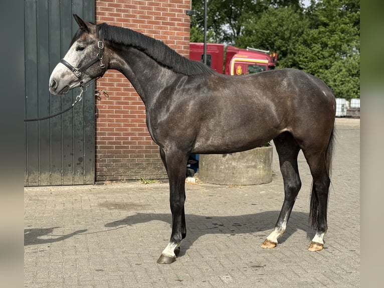 KWPN Gelding 3 years 16,1 hh Gray in Zieuwent