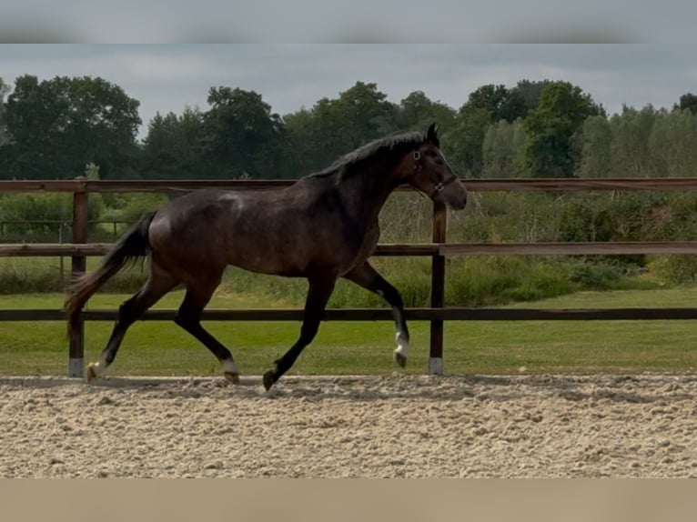 KWPN Gelding 3 years 16,1 hh Gray in Zieuwent